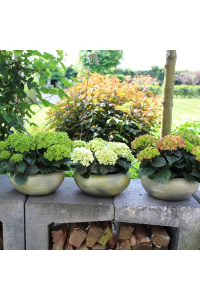 Hydrangea macrophylla Vibrant Verde опис